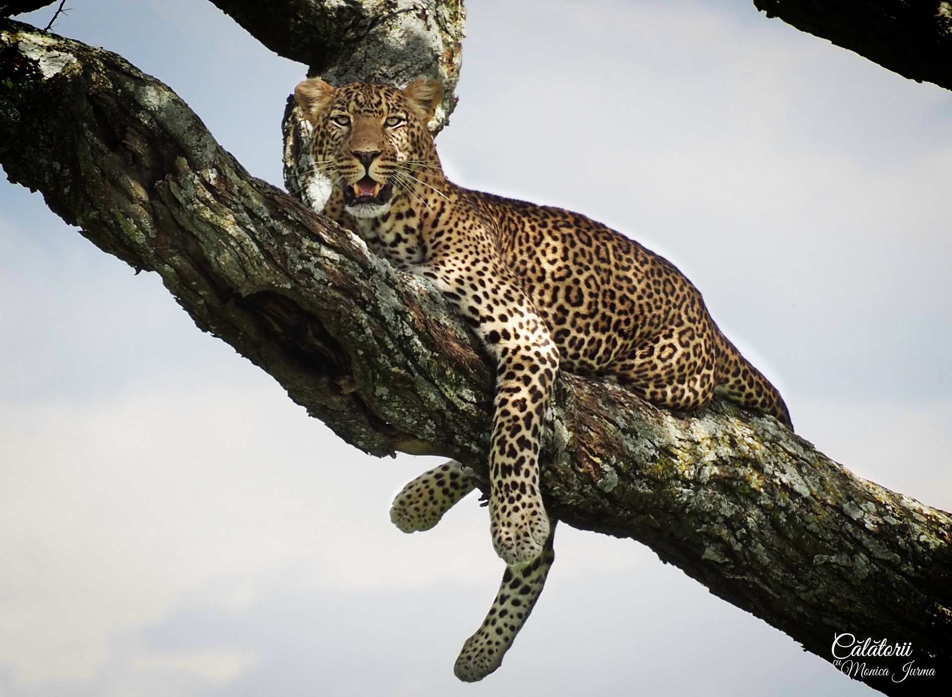 Safari in Tanzania