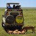 Safari Tanzania - rep