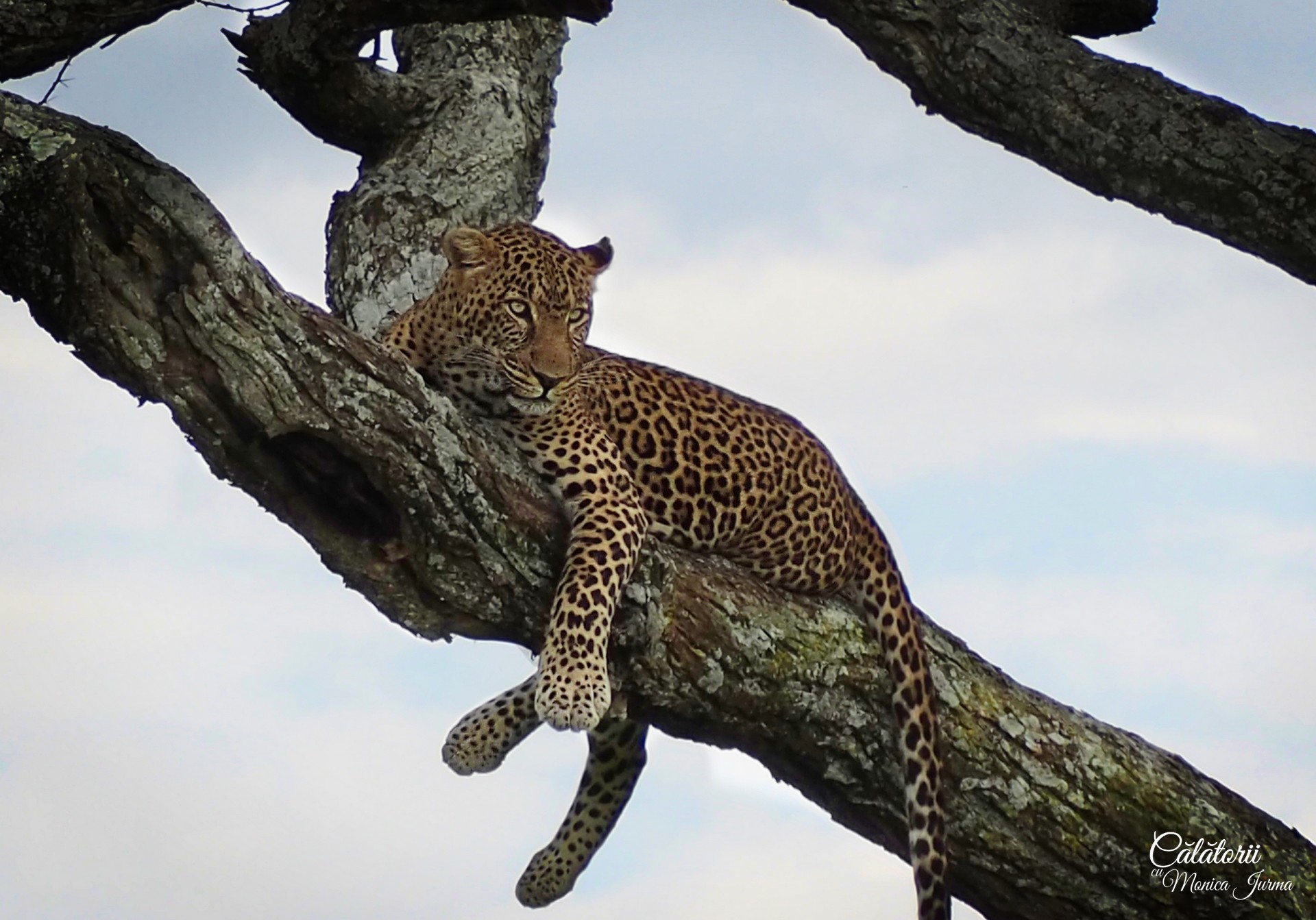 Safari in Tanzania