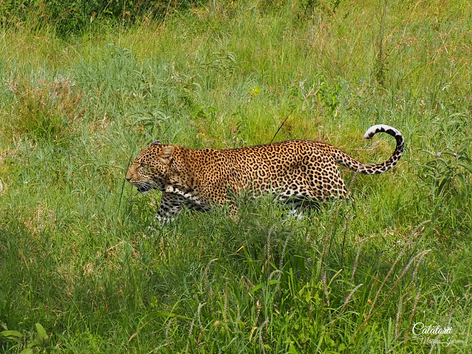 Safari in Tanzania