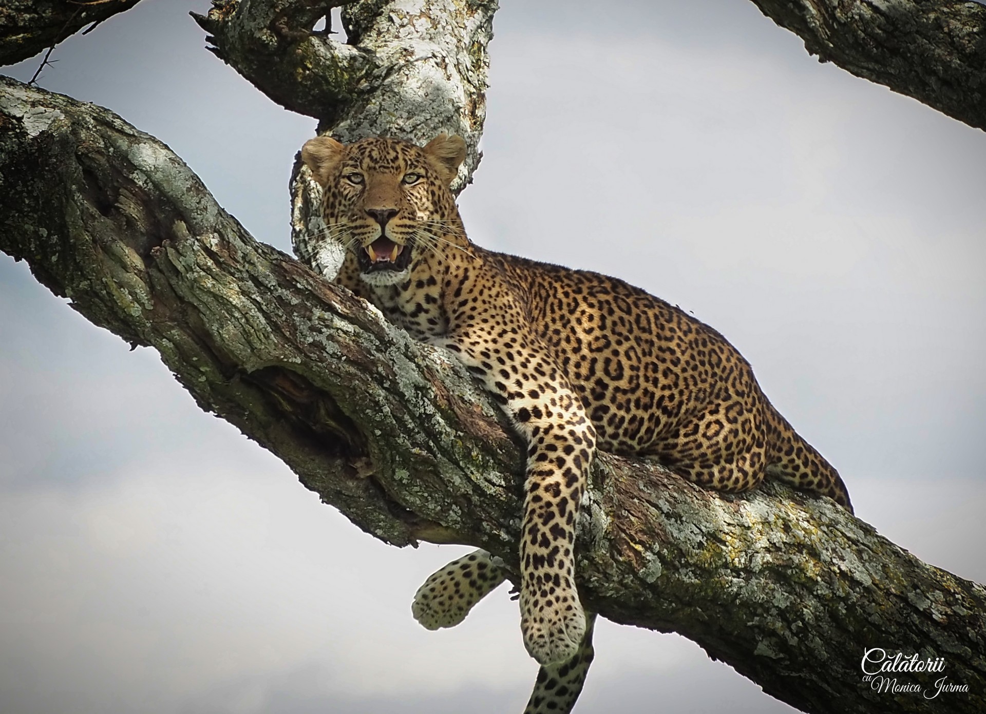 Safari in Tanzania