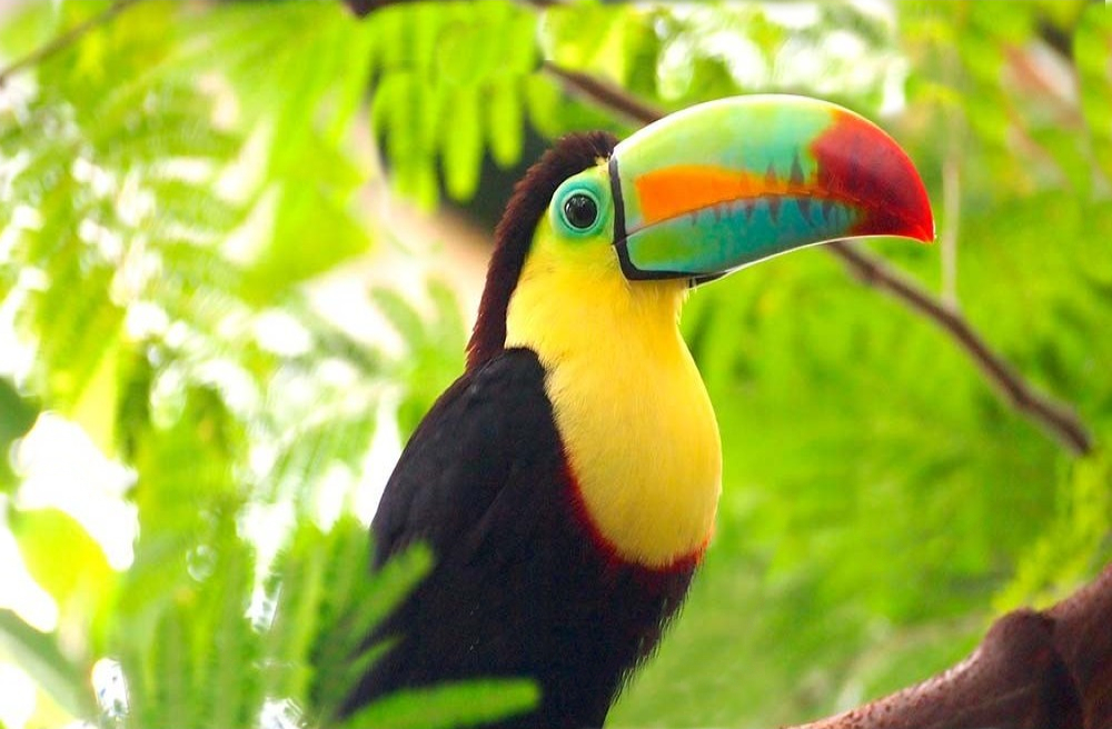 costa rica - tucan