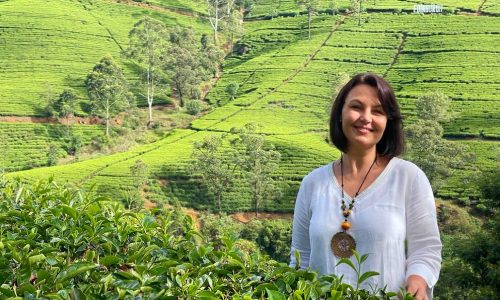 Tea plantation
