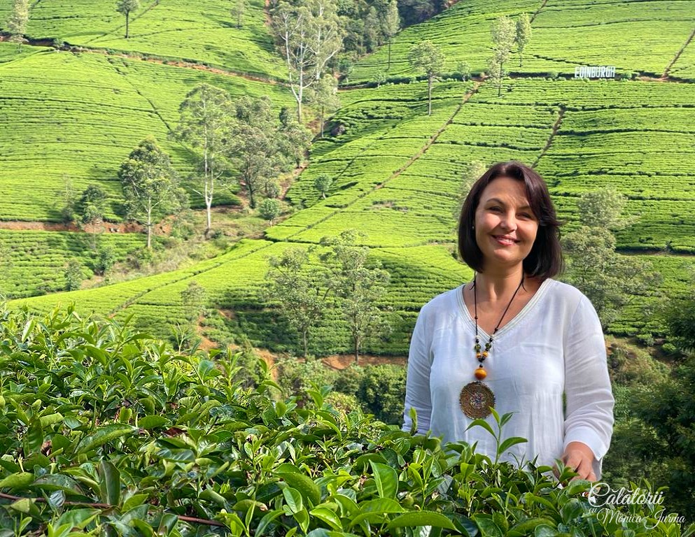 Tea plantation
